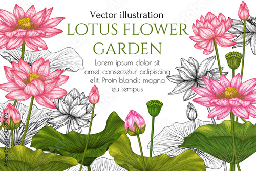 Vector banner template with lotus garden in engraving style and in color