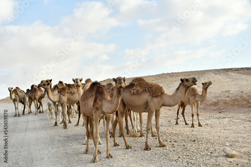 Camel herd in Judaean Desert with sandy hills, Israel, Palestine.