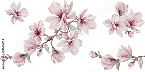 Fototapeta Naklejka Na Ścianę i Meble -  Magnolia flowers vector elements. Isolated watercolor bouquets in summer style.  Design wedding decoration