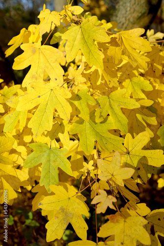 Autumn leaves of field maple (Acer campestre L.) photo
