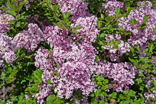 Small-leaved lilac Superba  Syringa microphylla Superba . Bloom