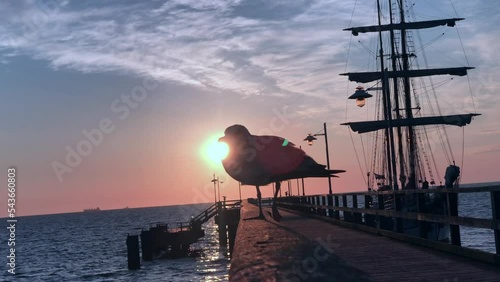 Seagull relaxing on a pier
