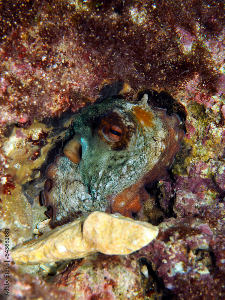 Scuba Diving and Underwater Photography Malta - Wrecks Reefs Marine Life Caverns Caves History Scuba Diving and Underwater Photography Malta - Wrecks Reefs Marine Life Caverns Caves History