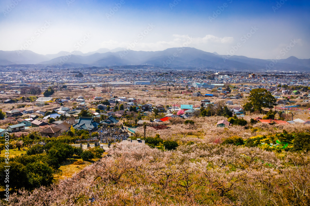 神奈川県の郊外に咲く梅林と住宅街