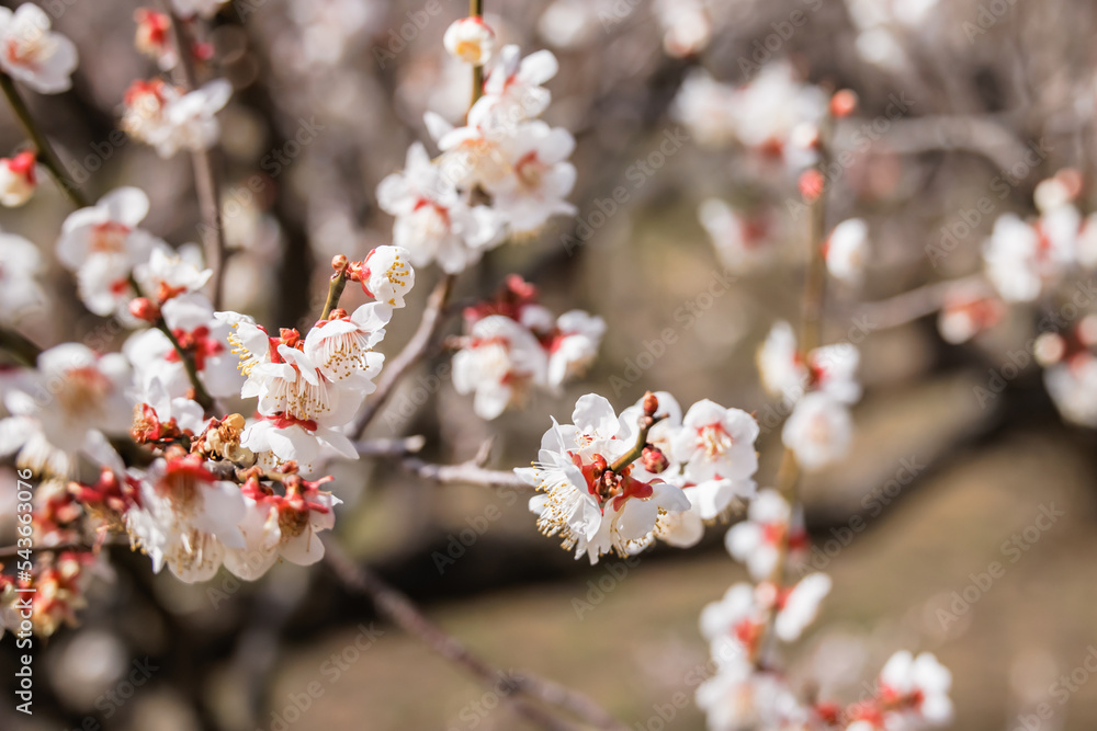 神奈川県郊外に咲く綺麗な梅の花 神奈川県郊外に咲く綺麗な梅の花