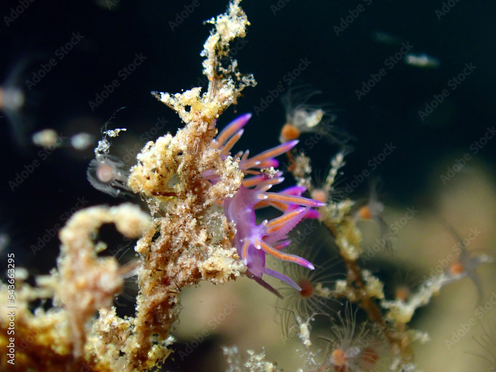 Scuba Diving and Underwater Photography Malta - Wrecks Reefs Marine Life Caverns Caves History Scuba Diving and Underwater Photography Malta - Wrecks Reefs Marine Life Caverns Caves History