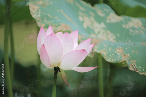 Foto a Beautiful photo of lotus blooming in the pond