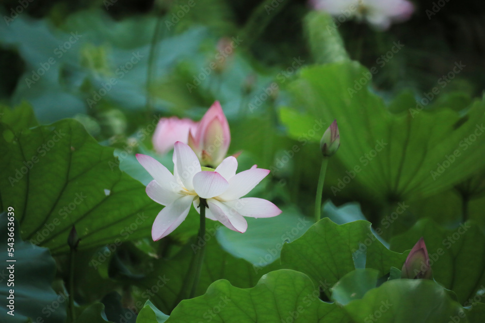 a Beautiful photo of lotus blooming in the pond a Beautiful photo of lotus blooming in the pond