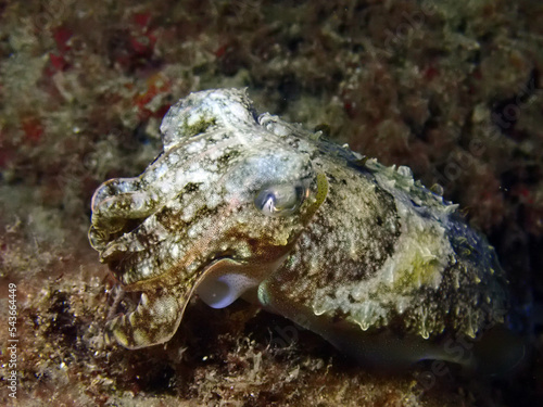 Scuba Diving and Underwater Photography Malta - Wrecks Reefs Marine Life Caverns Caves History