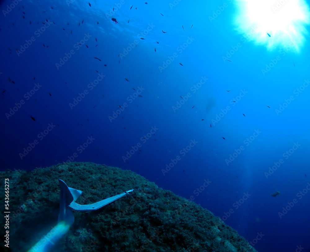 Fototapeta premium Scuba Diving and Underwater Photography Malta - Wrecks Reefs Marine Life Caverns Caves History