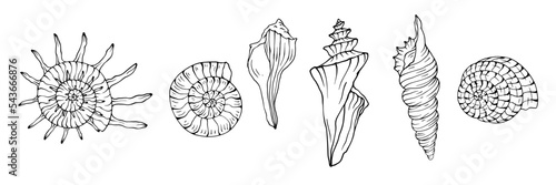 Collection of line sketches of sea shells. Stylized vector graphics.