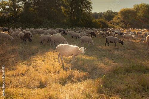 herd of sheep - autumn mood