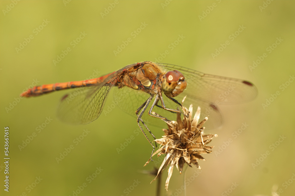 Closeup of a male Common Darter, Sympetrum striolatum against a green blurred background Closeup of a male Common Darter, Sympetrum striolatum against a green blurred background