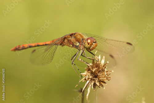 Closeup of a male Common Darter, Sympetrum striolatum against a green blurred background © Henk