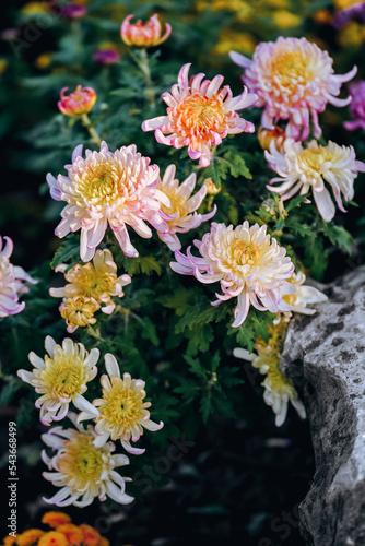 Chrysanthemums bloom in late autumn