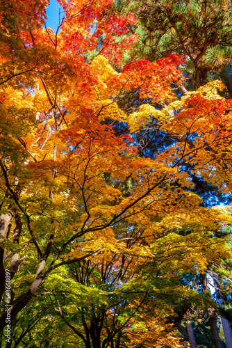 秋の札幌市・北海道大学で見た、赤や黄色のカラフルな紅葉と快晴の青空