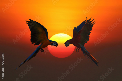 Beautiful Winged sun Blue and Gold Macaw and Scarlet Macaw parrot flying during sunset. photo