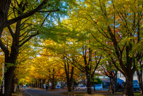 Fototapeta Naklejka Na Ścianę i Meble -  秋の札幌市・北海道大学で見た、色付きが進む銀杏並木の紅葉