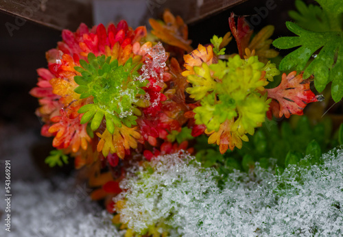 Flowers and green leaves covered with fresh snow