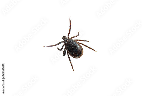 Castor bean tick (male) isolated on transparent background