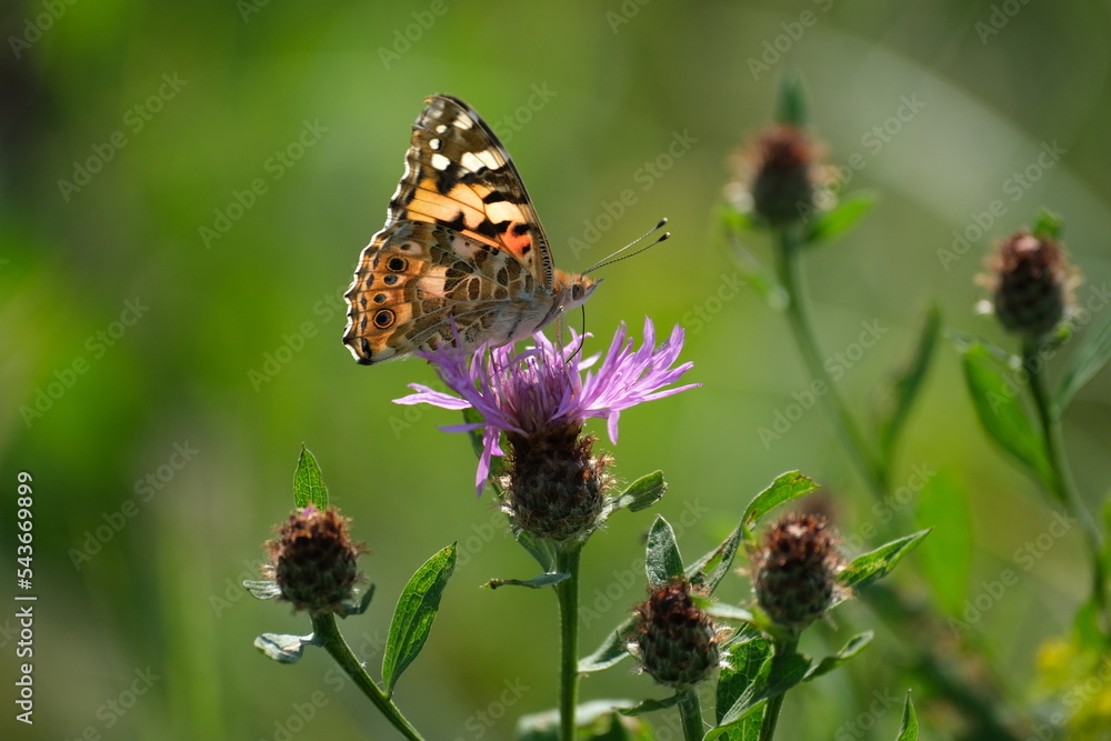 Painted lady butterfly on a purple wildflower in nature close up Painted lady butterfly on a purple wildflower in nature close up