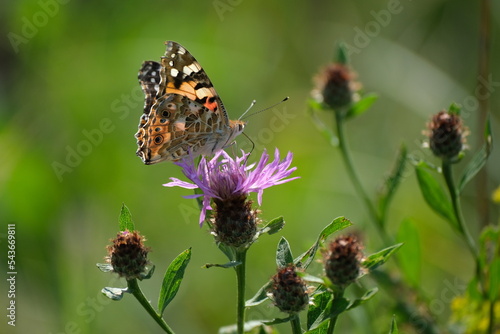 Canvas Print Painted lady butterfly on a purple wildflower in nature close up