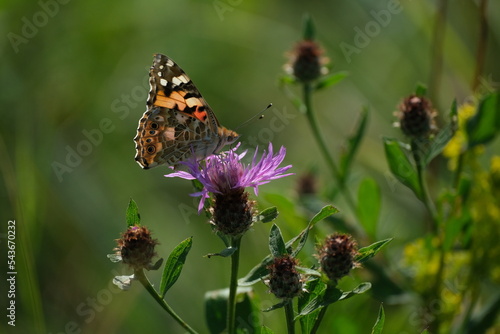 Painted lady butterfly on a purple wildflower in nature close up © Kati Moth