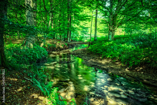 potok z mostkiem w zielnym ciemnym lesie