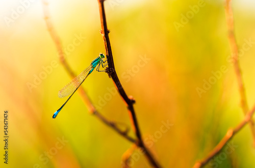 Turquoise dragonfly perched on a dry branch