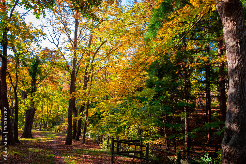 秋の札幌市・円山公園で見た、黄色の紅葉や緑の葉