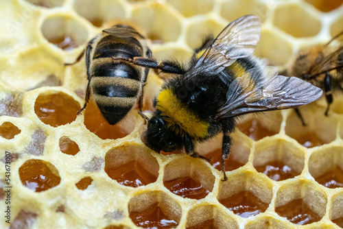 Trzmiel z pszczołą