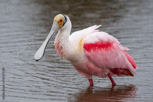 Tableau sur toile Roseate spoonbill in marsh
