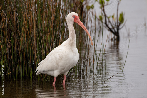 white ibis in the water