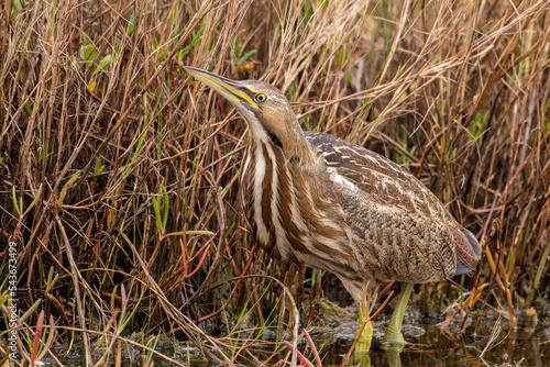 American bittern in grass