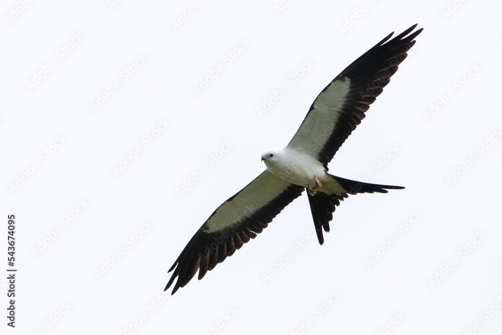 Obraz premium Swallow-tailed kite flying