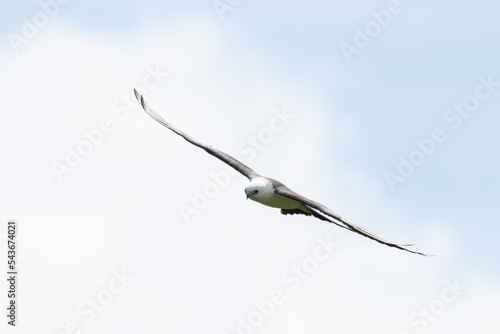 Swallow-tailed kite flying photo