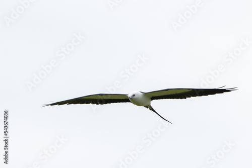 Swallow-tailed kite flying © Griffin