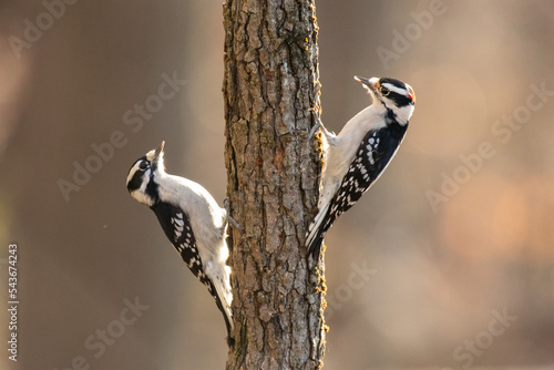 Fényképezés Two downy woodpeckers