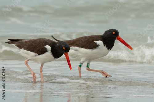 Valokuva American oystercatcher