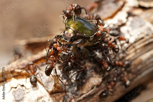 forest ants attack the golden beetle