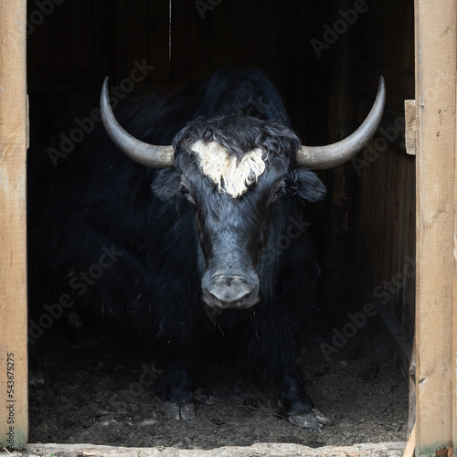 Portrait of a bull standing in a paddock
