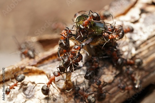 forest ants attack the golden beetle