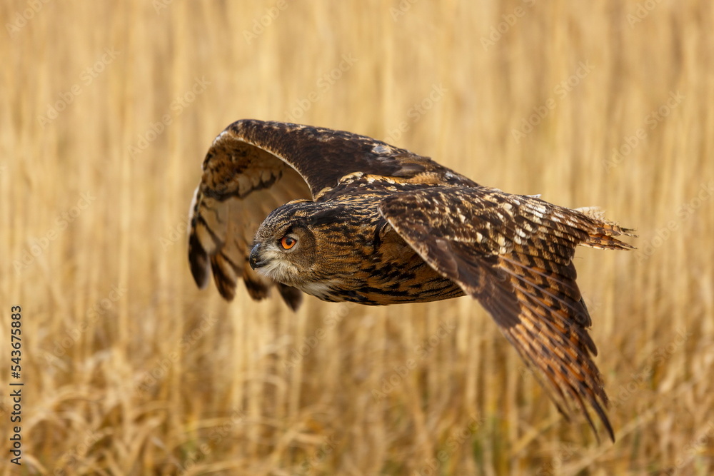 Obraz premium male Eurasian eagle-owl (Bubo bubo) detail of his flight