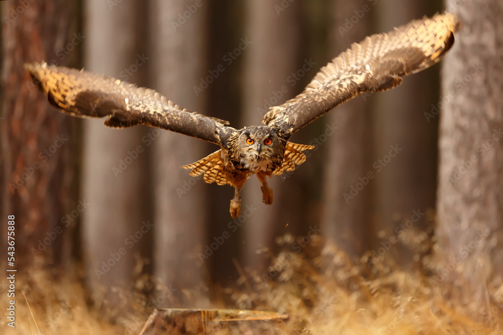 male Eurasian eagle-owl (Bubo bubo) in flight in the spruce forest male Eurasian eagle-owl (Bubo bubo) in flight in the spruce forest
