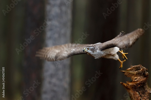 Εκτύπωση καμβά female Northern goshawk (Accipiter gentilis) flying by the forest