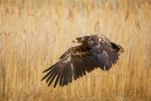 female White-tailed eagle (Haliaeetus albicilla) flying through the reeds by the lake © michal