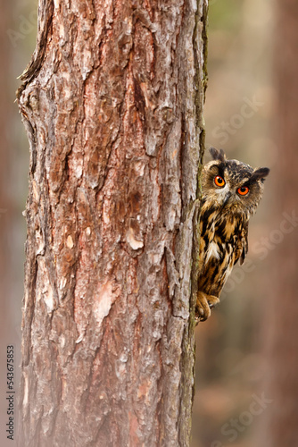 male Eurasian eagle-owl (Bubo bubo) is hidden behind a tree