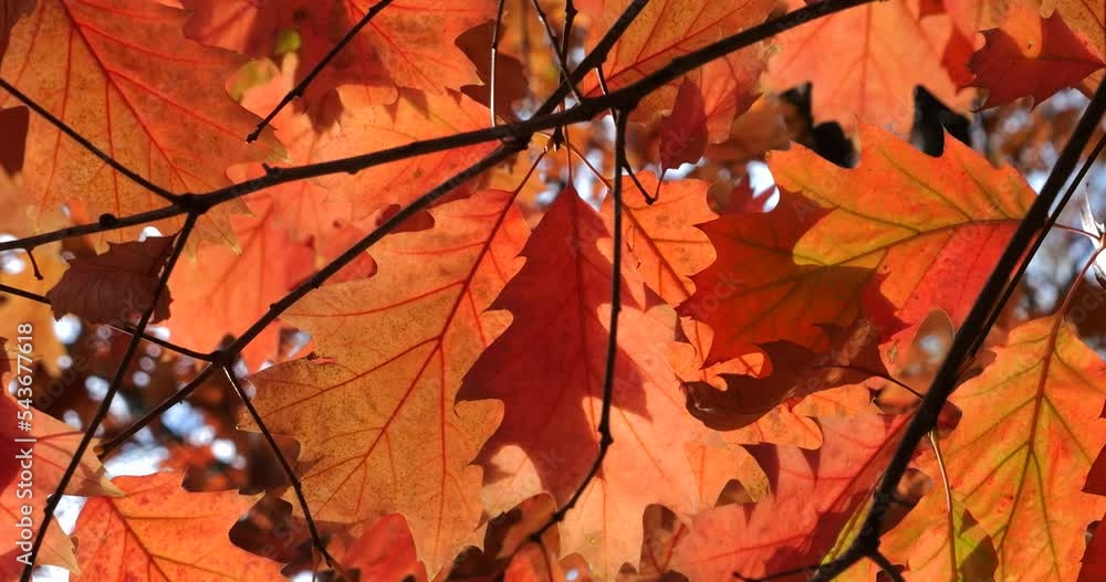 Red autumn leaves of Canadian oak on tree branches. Shooting in autumn in October. Red autumn leaves of Canadian oak on tree branches. Shooting in autumn in October.