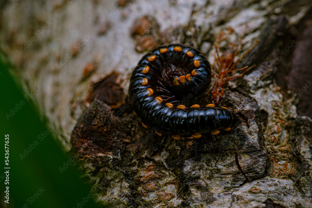 centipede fighting fire ants, in the end this centipede eating alive by