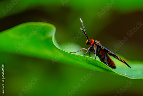 Wasp Moth called Amata huebneri on a green leaf with standing pose  © oktavianus